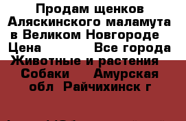 Продам щенков Аляскинского маламута в Великом Новгороде › Цена ­ 5 000 - Все города Животные и растения » Собаки   . Амурская обл.,Райчихинск г.